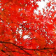 Kouyou